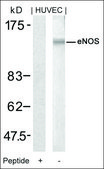 Anti-NOS3 (Ab-1177) antibody produced in rabbit affinity isolated antibody