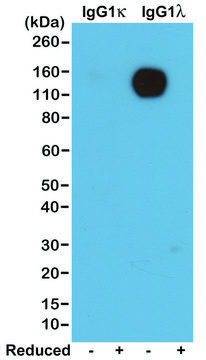 Anti-Mouse Ig Lamda Light Chain antibody, Rabbit monoclonal recombinant, expressed in HEK 293 cells, clone RM110, purified immunoglobulin