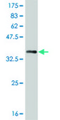 ANTI-SIX3 antibody produced in mouse clone 4H6, purified immunoglobulin, buffered aqueous solution