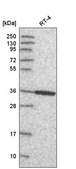 Anti-ANXA8 antibody produced in rabbit Prestige Antibodies® Powered by Atlas Antibodies, affinity isolated antibody