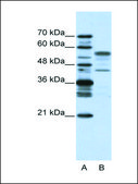 Anti-BLZF1 antibody produced in rabbit IgG fraction of antiserum