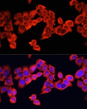 Anti-IL1B antibody produced in rabbit