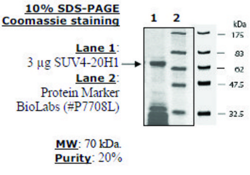 SUV4-20H1 human recombinant, expressed in E. coli, &#8805;20% (SDS-PAGE)