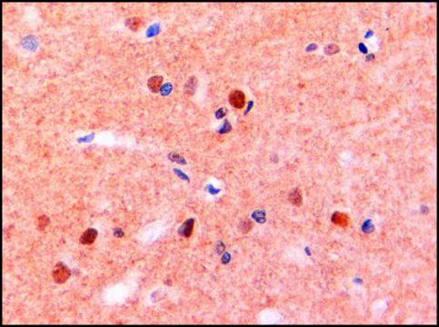 Anti-ITGAM antibody produced in goat affinity isolated antibody, buffered aqueous solution