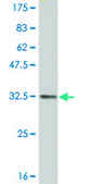 Monoclonal Anti-RETN antibody produced in mouse clone 5E8, purified immunoglobulin, buffered aqueous solution