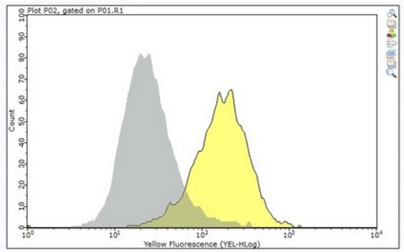 Anti-CD6 Antibody, clone UMCD6 clone UMCD6, from mouse