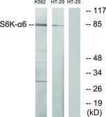 Anti-S6K-α6 antibody produced in rabbit affinity isolated antibody