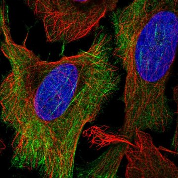 抗-KCNN1 兔抗 Prestige Antibodies&#174; Powered by Atlas Antibodies, affinity isolated antibody