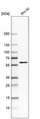 Anti-NEMP1 antibody produced in rabbit Prestige Antibodies® Powered by Atlas Antibodies, affinity isolated antibody, buffered aqueous glycerol solution