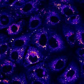 BioTracker™ Blue TFCH Oxidative Stress Probe