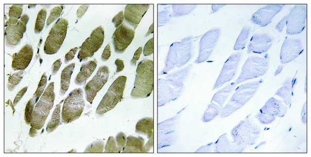 Anti-NMU antibody produced in rabbit affinity isolated antibody