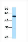 Anti-AHCYL1 (ab1) antibody produced in rabbit affinity isolated antibody