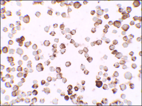 Anti-RNASET2 antibody produced in rabbit affinity isolated antibody