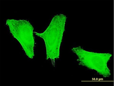 Monoclonal Anti-PIK3CG antibody produced in mouse clone 2G3, purified immunoglobulin, buffered aqueous solution