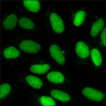 U2OS GFP-HMGA1