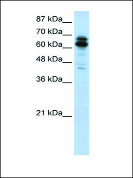 Anti-SYNCRIP (AB1) antibody produced in rabbit IgG fraction of antiserum