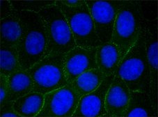 Anti-NEZHA antibody, Mouse monoclonal clone NEZHA-1, purified from hybridoma cell culture
