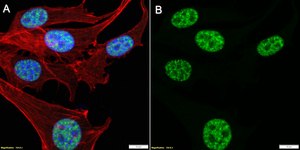 Anti-m3G/TMG cap Antibody, clone K121 ZooMAb® Mouse Monoclonal recombinant, expressed in HEK 293 cells
