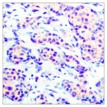 Anti-JUND antibody produced in rabbit affinity isolated antibody