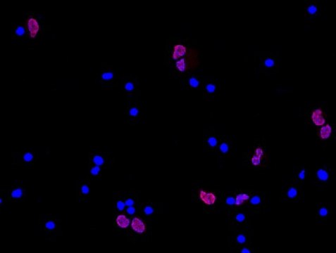 Anti-NeuN Antibody, clone A60, Cy3 Conjugate clone A60, from mouse, CY3 conjugate