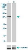Monoclonal Anti-STYK1 antibody produced in mouse clone 3A8, purified immunoglobulin, buffered aqueous solution