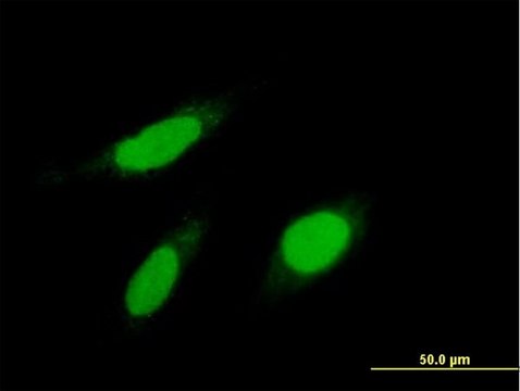 Anti-KPNA1 antibody produced in mouse purified immunoglobulin, buffered aqueous solution