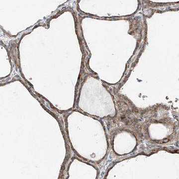 Anti-PUM2 antibody produced in rabbit affinity isolated antibody, buffered aqueous glycerol solution