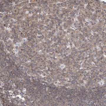 Anti-MSL3 antibody produced in rabbit Prestige Antibodies&#174; Powered by Atlas Antibodies, affinity isolated antibody, buffered aqueous glycerol solution