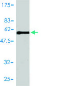 Monoclonal Anti-E2F6 antibody produced in mouse clone 2B6-G9, purified immunoglobulin, buffered aqueous solution
