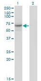 Monoclonal Anti-CDC14A antibody produced in mouse clone 1F11, purified immunoglobulin, buffered aqueous solution