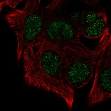 Anti-KMT5B antibody produced in rabbit Prestige Antibodies&#174; Powered by Atlas Antibodies, affinity isolated antibody