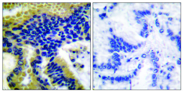 Anti-CASP9 (Cleaved-Asp330), C-Terminal antibody produced in rabbit affinity isolated antibody