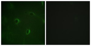 Anti-IR antibody produced in rabbit affinity isolated antibody