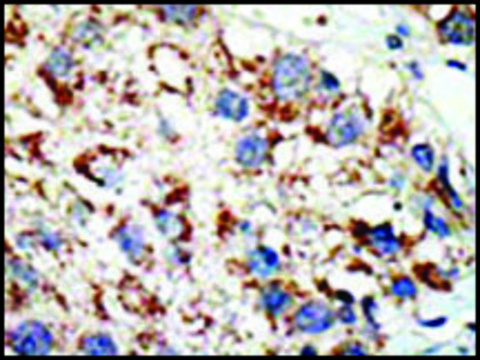 Anti-UBA2 (C-term E616) antibody produced in rabbit IgG fraction of antiserum, buffered aqueous solution