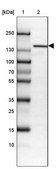 Anti-HYOU1 antibody produced in rabbit Prestige Antibodies® Powered by Atlas Antibodies, affinity isolated antibody, buffered aqueous glycerol solution