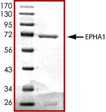 EPHA1 (569-end), active, GST tagged human PRECISIO&#174; Kinase, recombinant, expressed in baculovirus infected Sf9 cells, &#8805;70% (SDS-PAGE), buffered aqueous glycerol solution