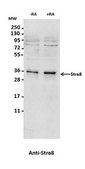 Anti-Stra8 Antibody from rabbit, purified by affinity chromatography