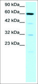 Anti-SLC30A9 (AB1) antibody produced in rabbit affinity isolated antibody