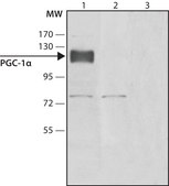 Anti-PGC-1α(N-terminal) antibody produced in rabbit affinity isolated antibody