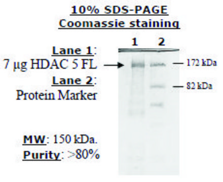 HDAC-5 full length human recombinant, expressed in baculovirus infected insect cells, &#8805;10% (SDS-PAGE)