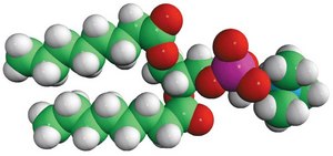 08:0 PC 1,2-dioctanoyl-sn-glycero-3-phosphocholine, chloroform
