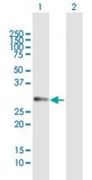 Anti-DDAH2 antibody produced in mouse purified immunoglobulin, buffered aqueous solution