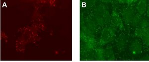 LentiBrite Paxillin-RFP Lentiviral Biosensor