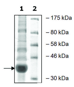 WDR5 human recombinant, expressed in baculovirus infected Sf9 cells, &#8805;90% (SDS-PAGE)