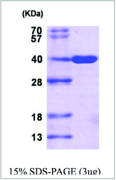 AKR1C3 human recombinant, expressed in E. coli, &#8805;90% (SDS-PAGE)