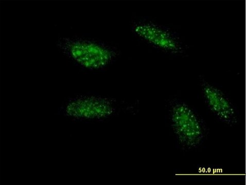 Monoclonal Anti-TWIST1, (C-terminal) antibody produced in mouse clone 2F8, purified immunoglobulin, buffered aqueous solution