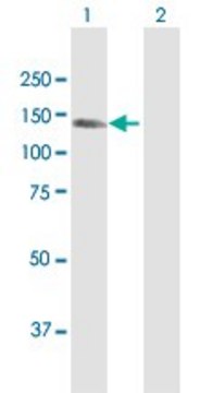 Anti-KIAA1199 antibody produced in rabbit purified immunoglobulin, buffered aqueous solution