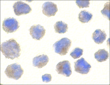 Anti-BACE antibody produced in rabbit IgG fraction of antiserum, buffered aqueous solution