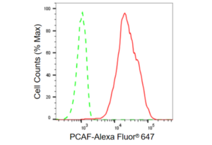 KD-Validated Anti PCAF Antibody, clone 23GB910, Rabbit Monoclonal clone 23GB910, recombinant rabbit monoclonal, expressed in HEK293 cells