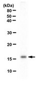 Anti-acetyl Histone H3 Antibody (Lys 64) from rabbit, purified by affinity chromatography